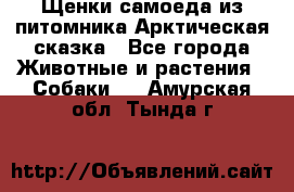 Щенки самоеда из питомника Арктическая сказка - Все города Животные и растения » Собаки   . Амурская обл.,Тында г.